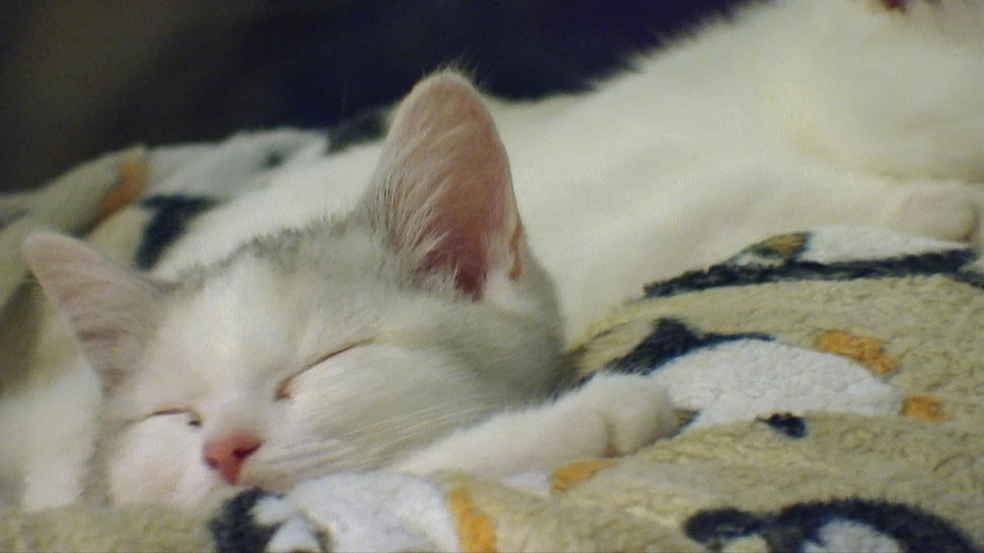 Auf dem Bild sieht man eine Babykatze.