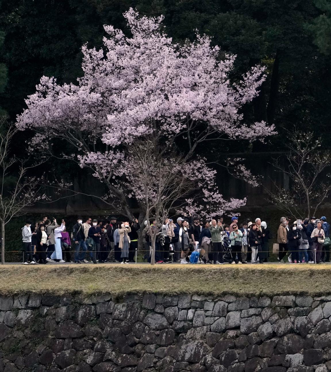Viele Menschen schauen sich die Kirschblüte in Tokio an 