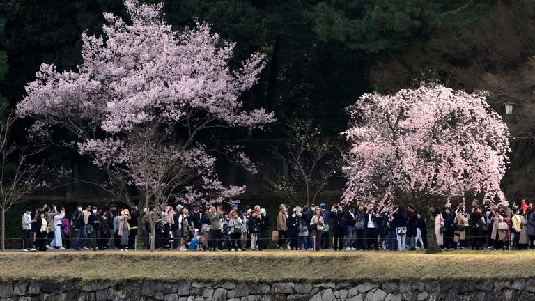 Viele Menschen schauen sich die Kirschblüte in Tokio an 