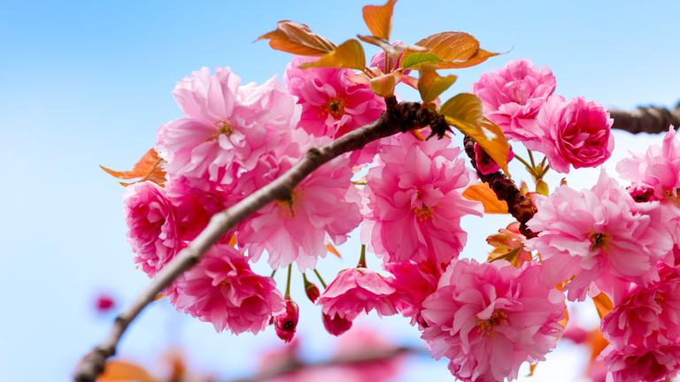Bonner Kirschbäume blühen zum Osterwochenende