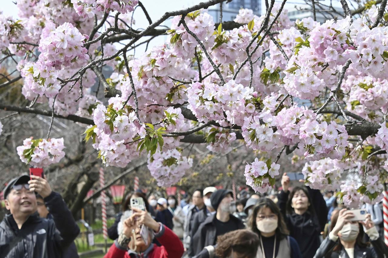 Menschen machen ein Foto von Kirschblüten in Osaka, Westjapan am 5.4.2024