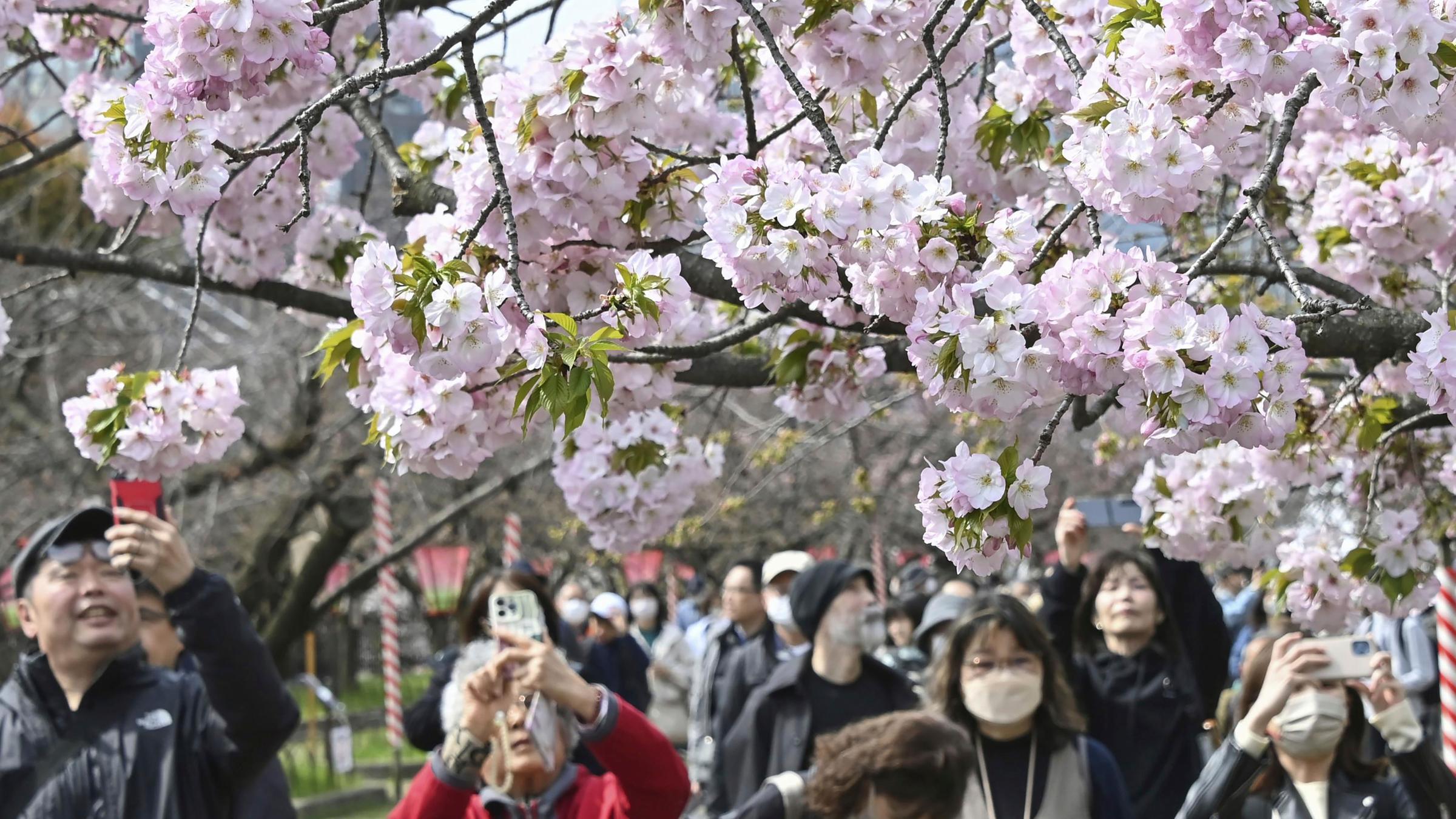 Menschen machen ein Foto von Kirschblüten in Osaka, Westjapan am 5.4.2024