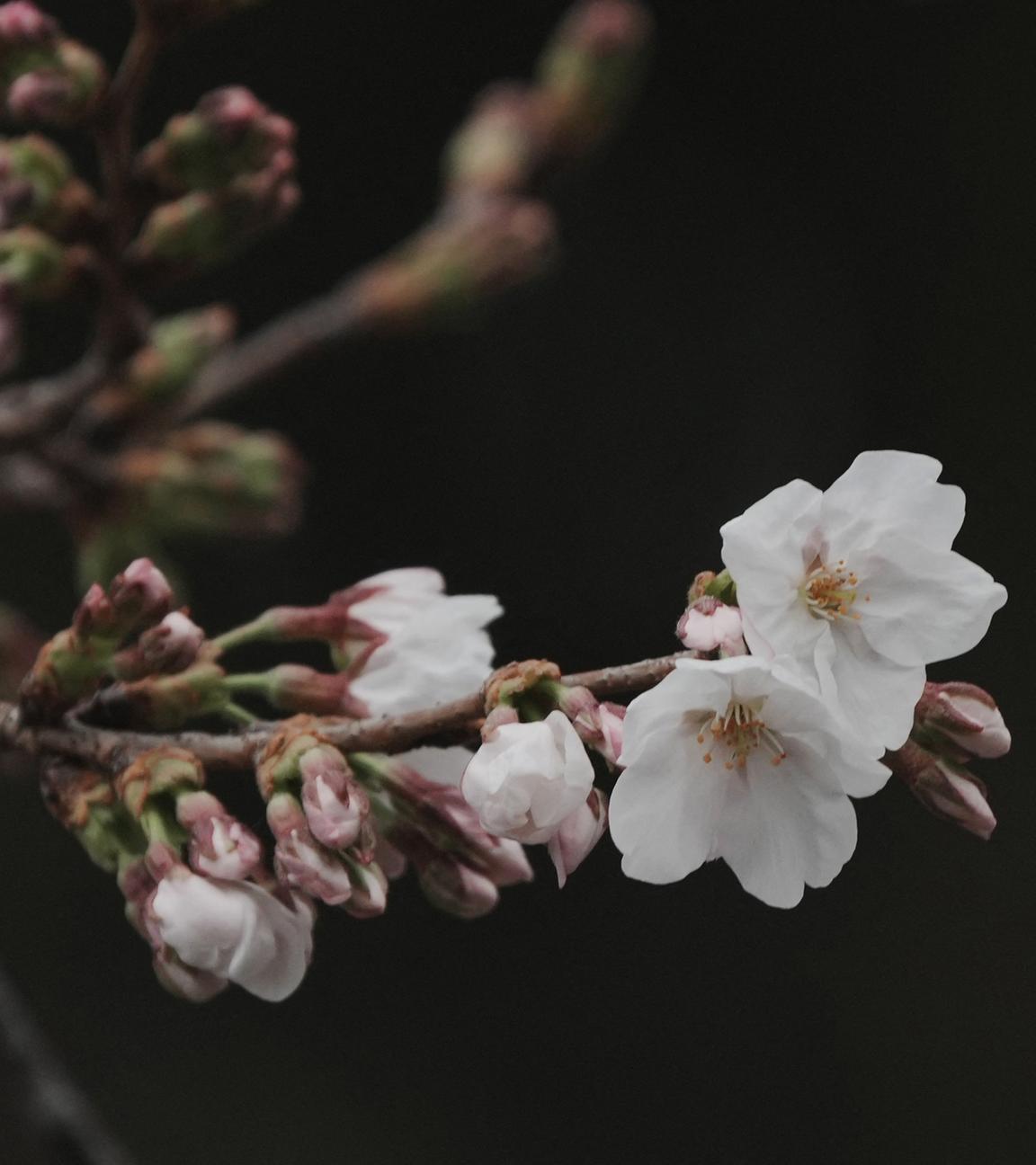 Blühende Kirschblüten und Knospen eines Kirschbaums der Sorte Somei Yoshino sind im Yasukuni-Schrein zu sehen.