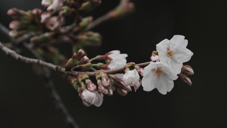 Blühende Kirschblüten und Knospen eines Kirschbaums der Sorte Somei Yoshino sind im Yasukuni-Schrein zu sehen.