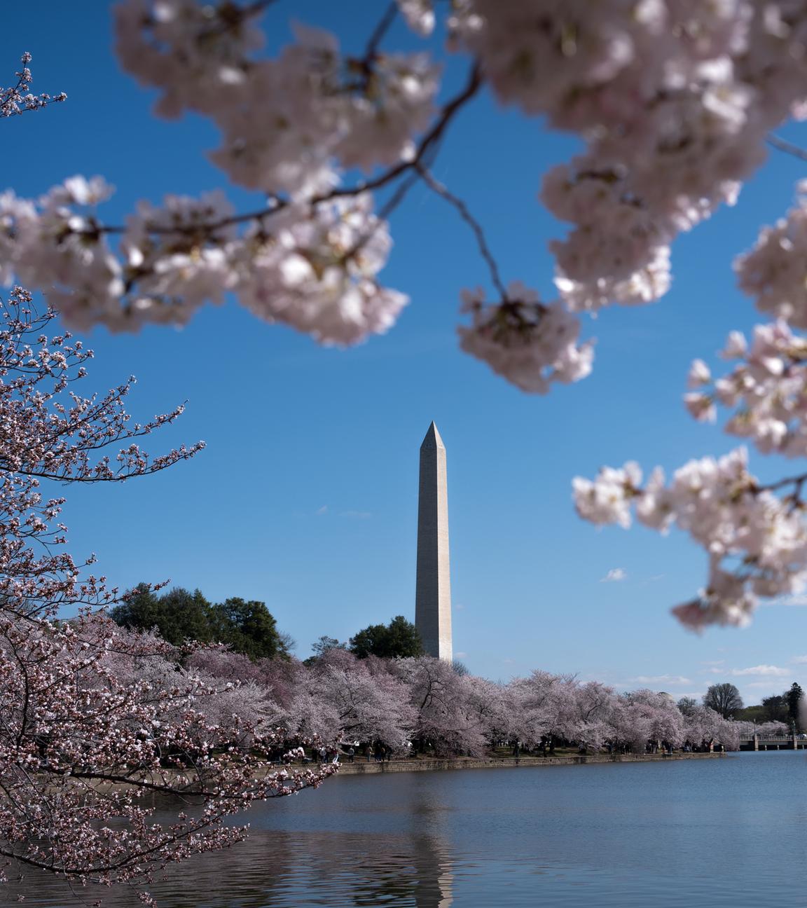 Vor dem Washington Monument am Tidal Basin sind Kirschblüten zu sehen