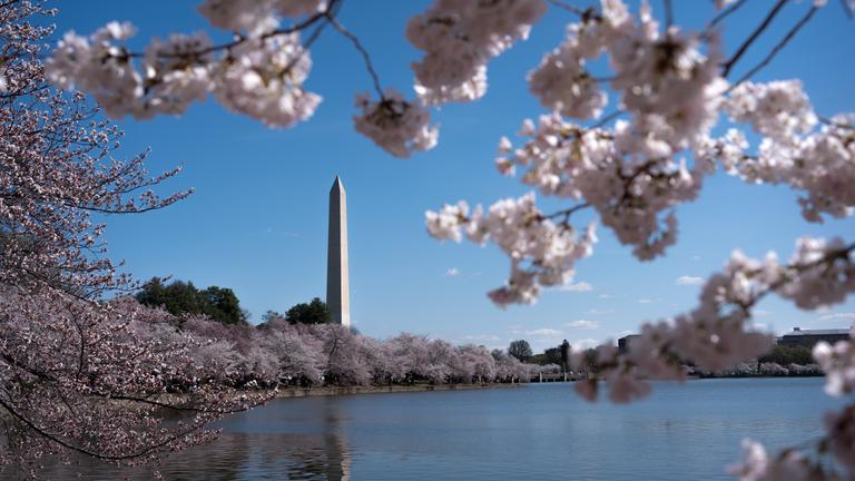 Vor dem Washington Monument am Tidal Basin sind Kirschblüten zu sehen