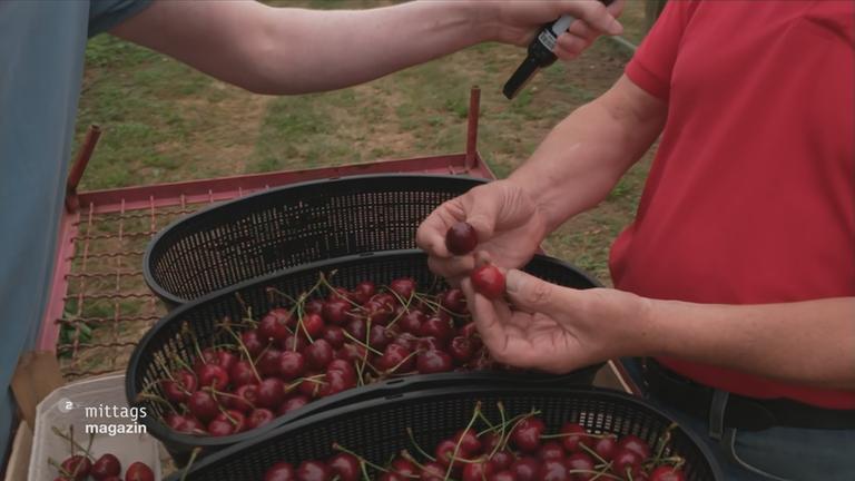 Kisten voller frisch geerhnteter Kirschen