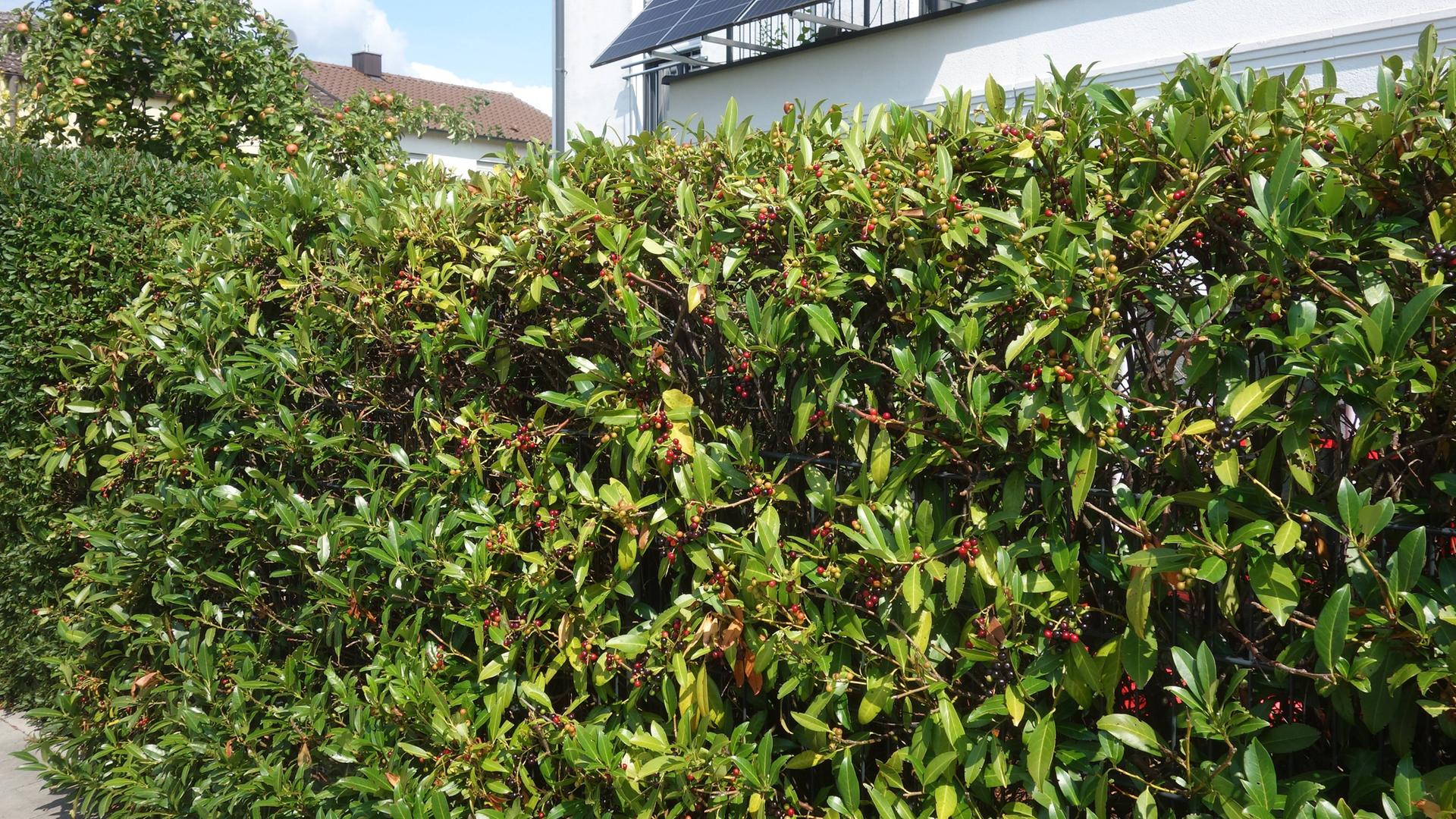 Symbolbild: Kirschlorbeer, als Hecke vor einem Haus, in einem privaten Garten.