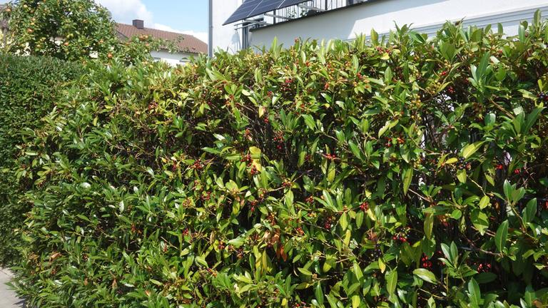 Symbolbild: Kirschlorbeer, als Hecke vor einem Haus, in einem privaten Garten.