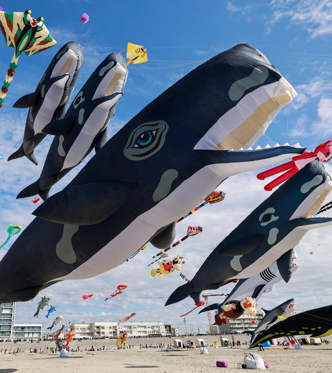 World Kite Cup fasziniert Tausende Zuschauer