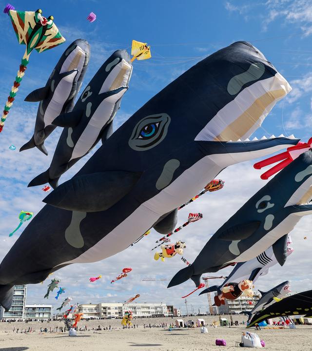 World Kite Cup fasziniert Tausende Zuschauer