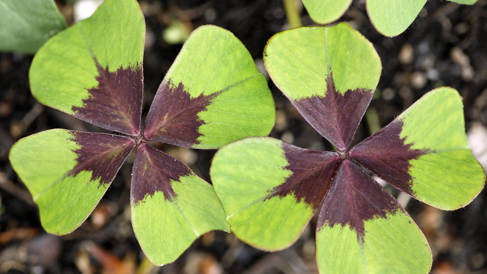 Glücksklee (Oxalis deppei)