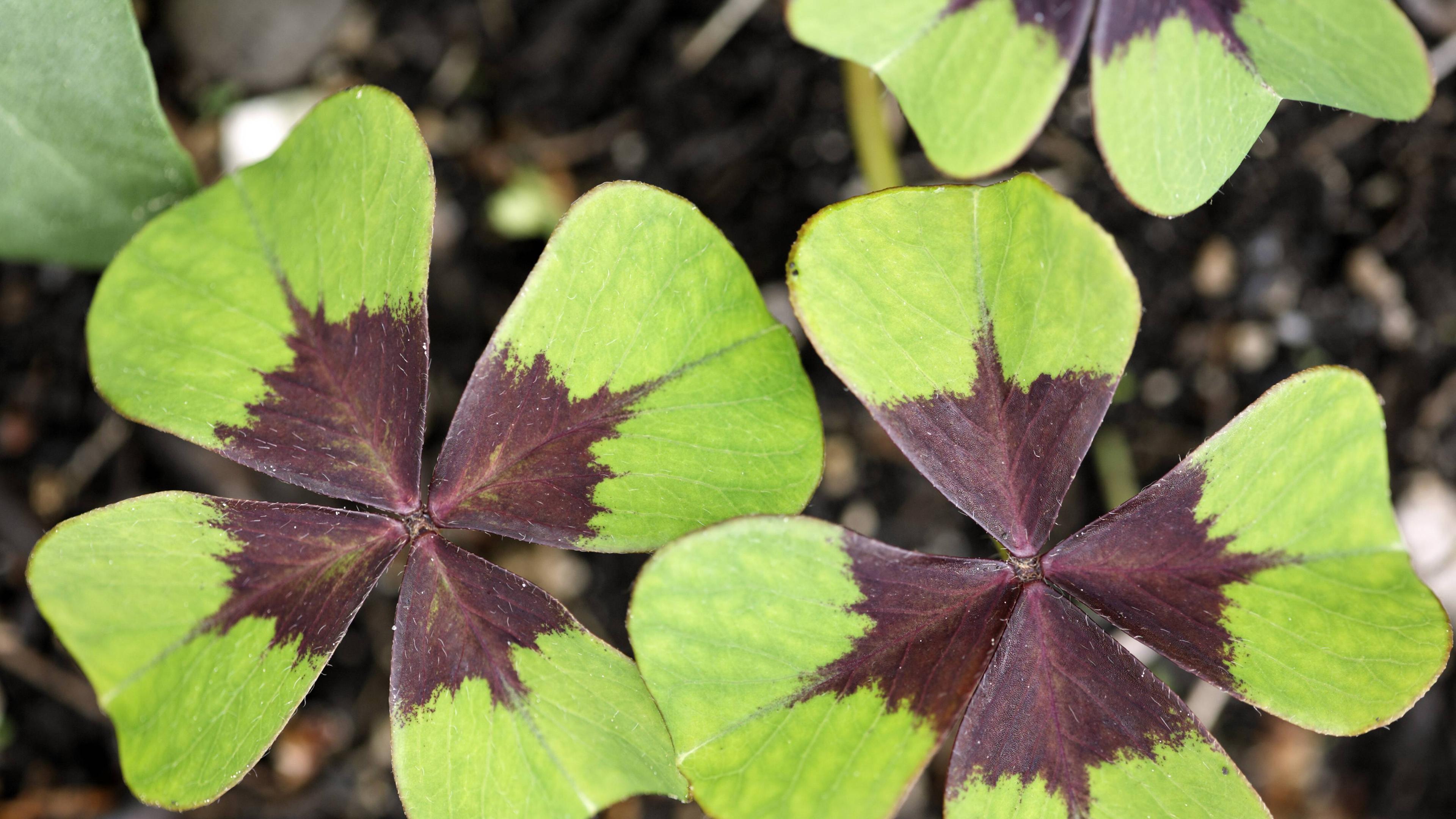 Glücksklee (Oxalis deppei)