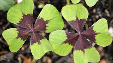 Glücksklee (Oxalis deppei)
