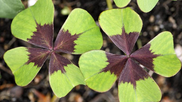 Glücksklee (Oxalis deppei)