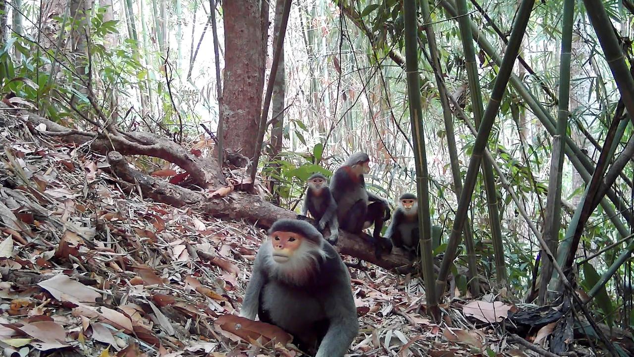 Kleideraffen im Virachey National Park in Kambodscha  