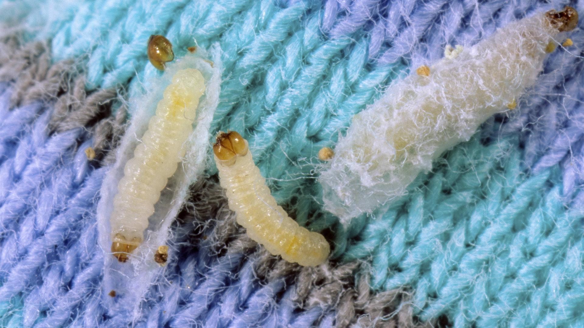 Larven der Kleidermotte, Larven, teilweise im Kokon, auf einem Wollpullover in Nahaufnahme.