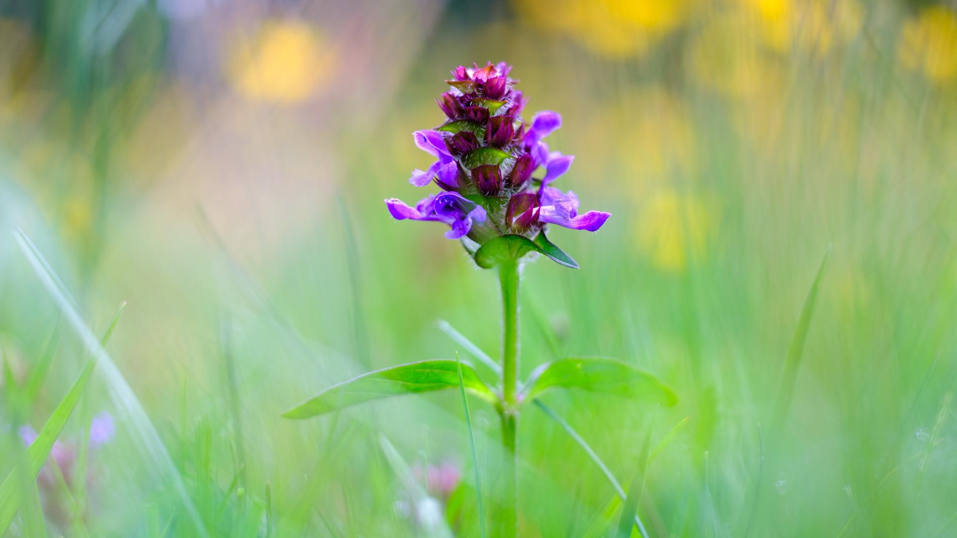 Blume des Jahres 2023: Die Kleine Braunelle