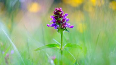 Blume des Jahres 2023: Die Kleine Braunelle