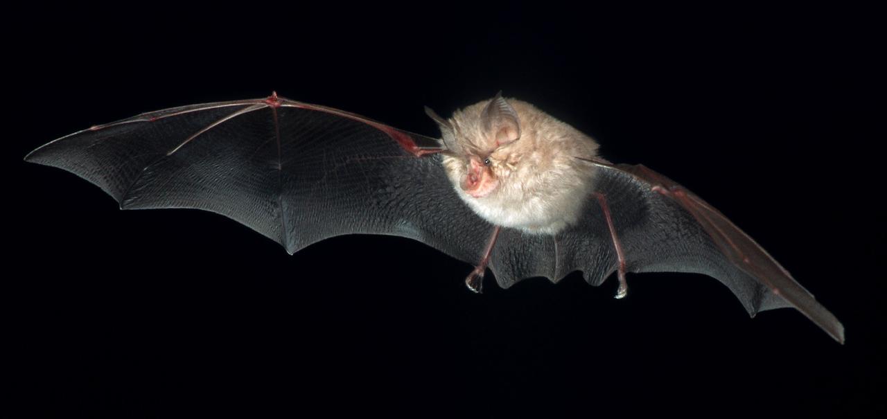 Kleine Hufeisennase, Archivbild