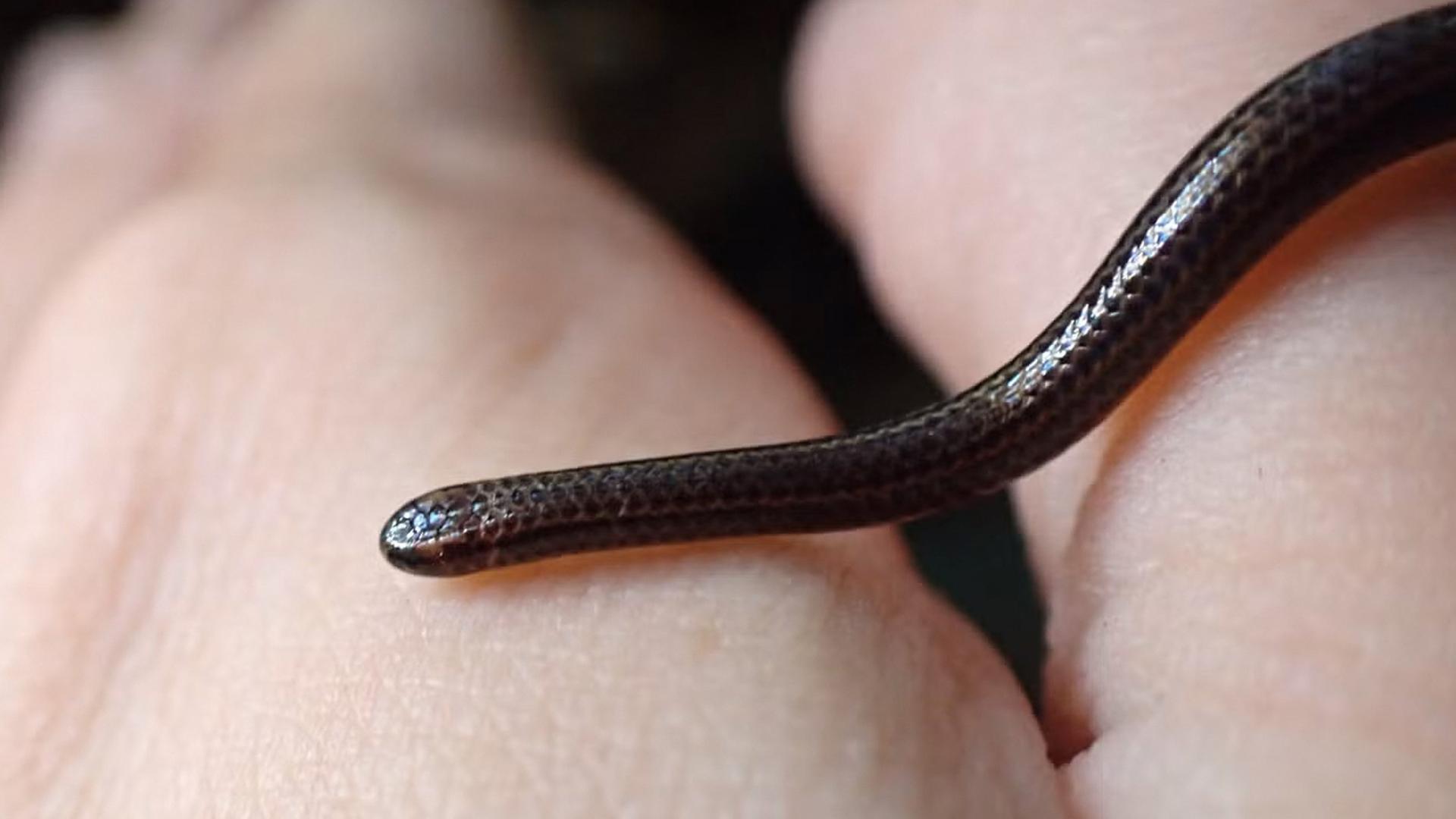 Bild der kleinsten Schlange der Welt "Tetracheilostoma carlae". 