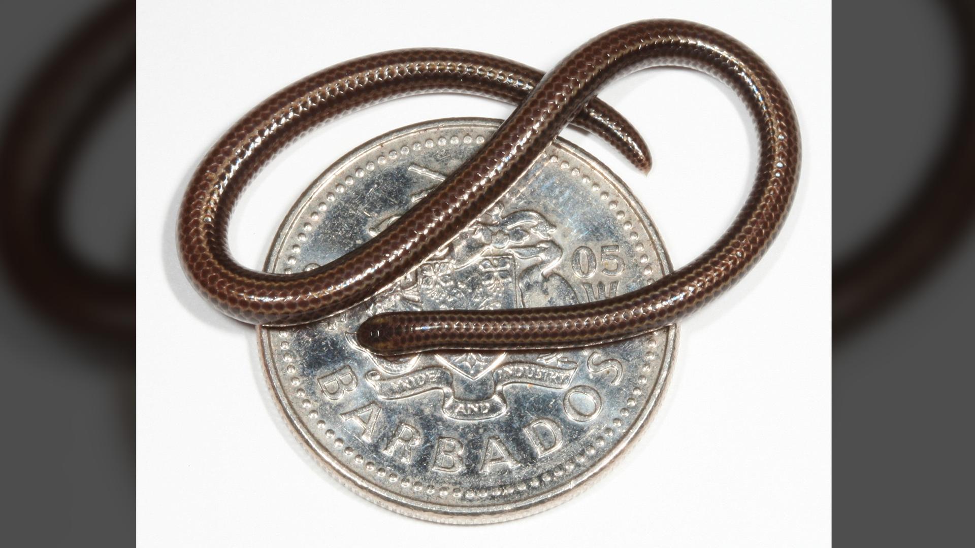 Bild der kleinsten Schlange der Welt "Tetracheilostoma carlae". 