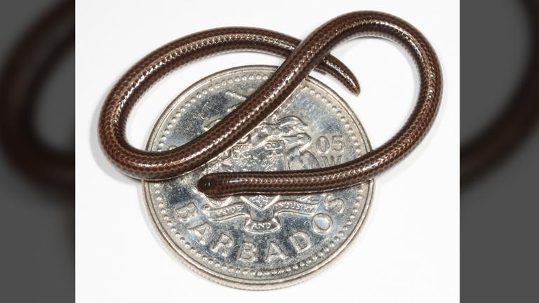 Bild der kleinsten Schlange der Welt "Tetracheilostoma carlae". 