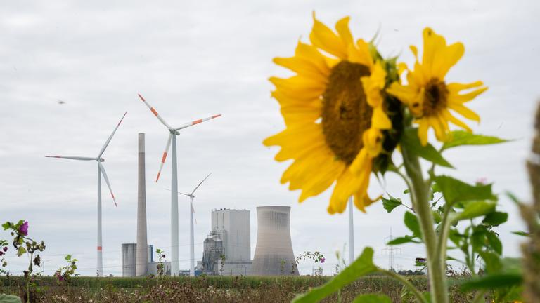Sonnenblumen blühen in der Nähe vom Kohlekraftwerk Mehrum im Landkreis Peine.