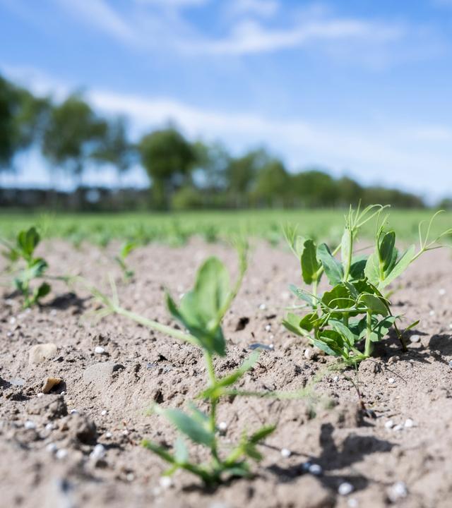 Auf einem Feld in der Region Hannover werden Erbsen angebaut.