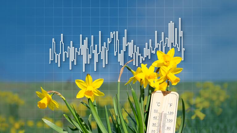 Narzissen vor einer Wiese Narzissen, mittig ein Liniendiagramm vor angedeutetem Matheraster.