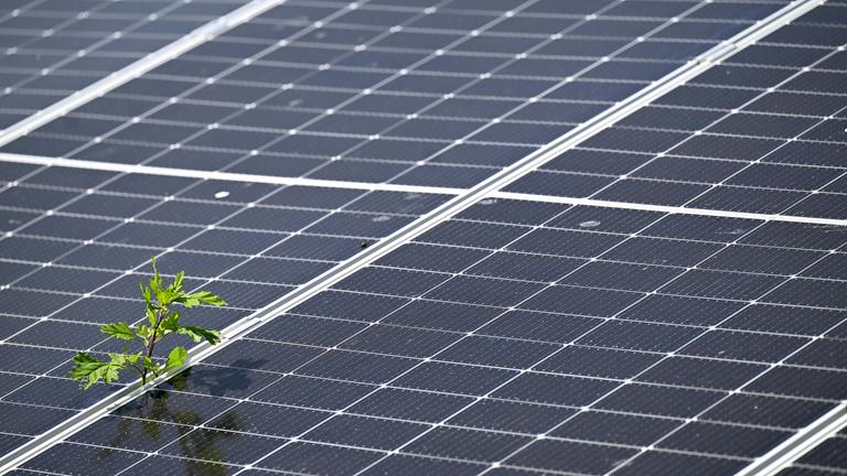Photovoltaik Anlage mit Baum im Vordergrund, Symbolbild