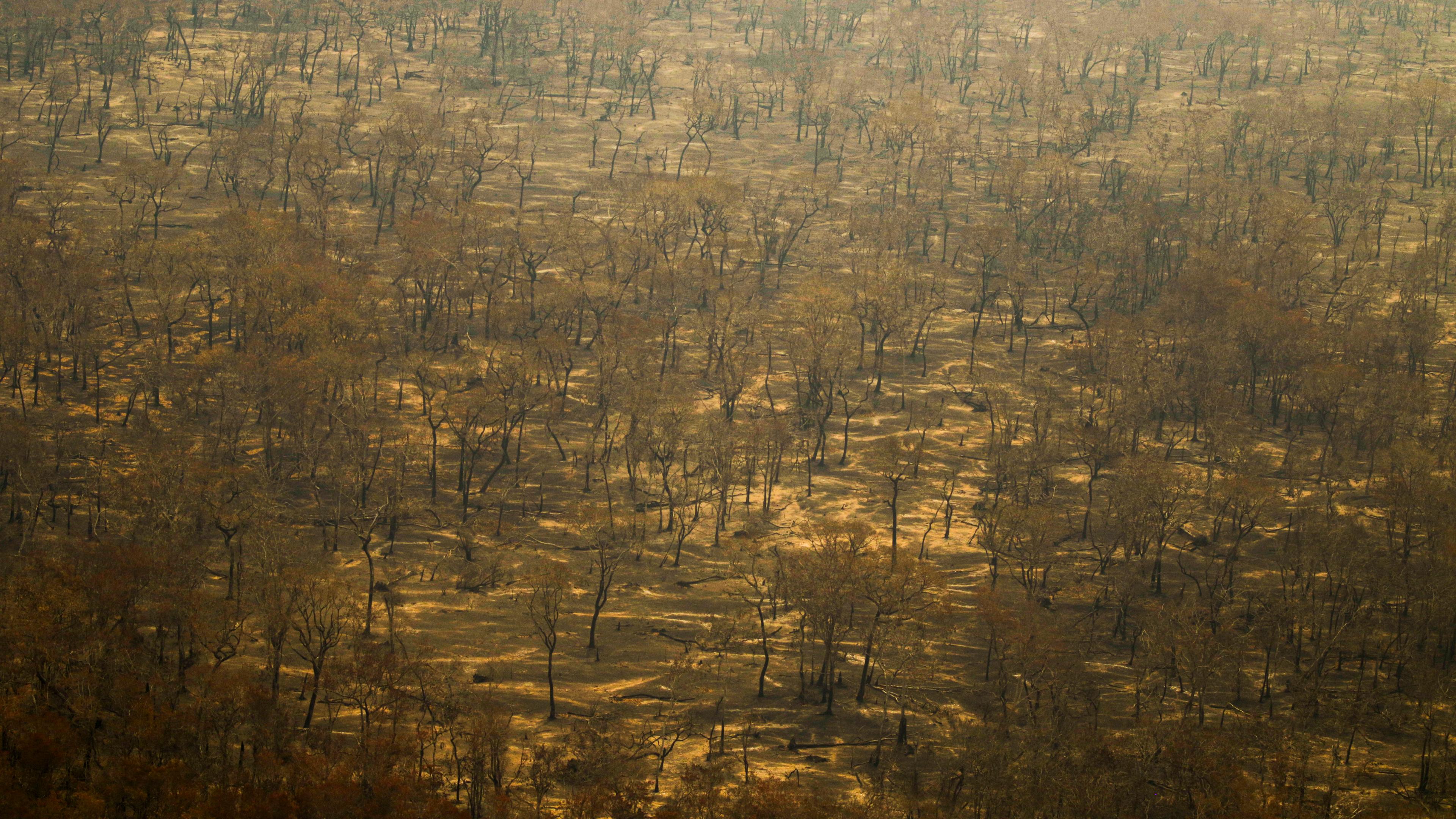 Verbrannte Bäume nach einem Waldbrand im Pantanal, einem der größten Binnenland-Feuchtgebiete der Welt, am 12.11.2023.