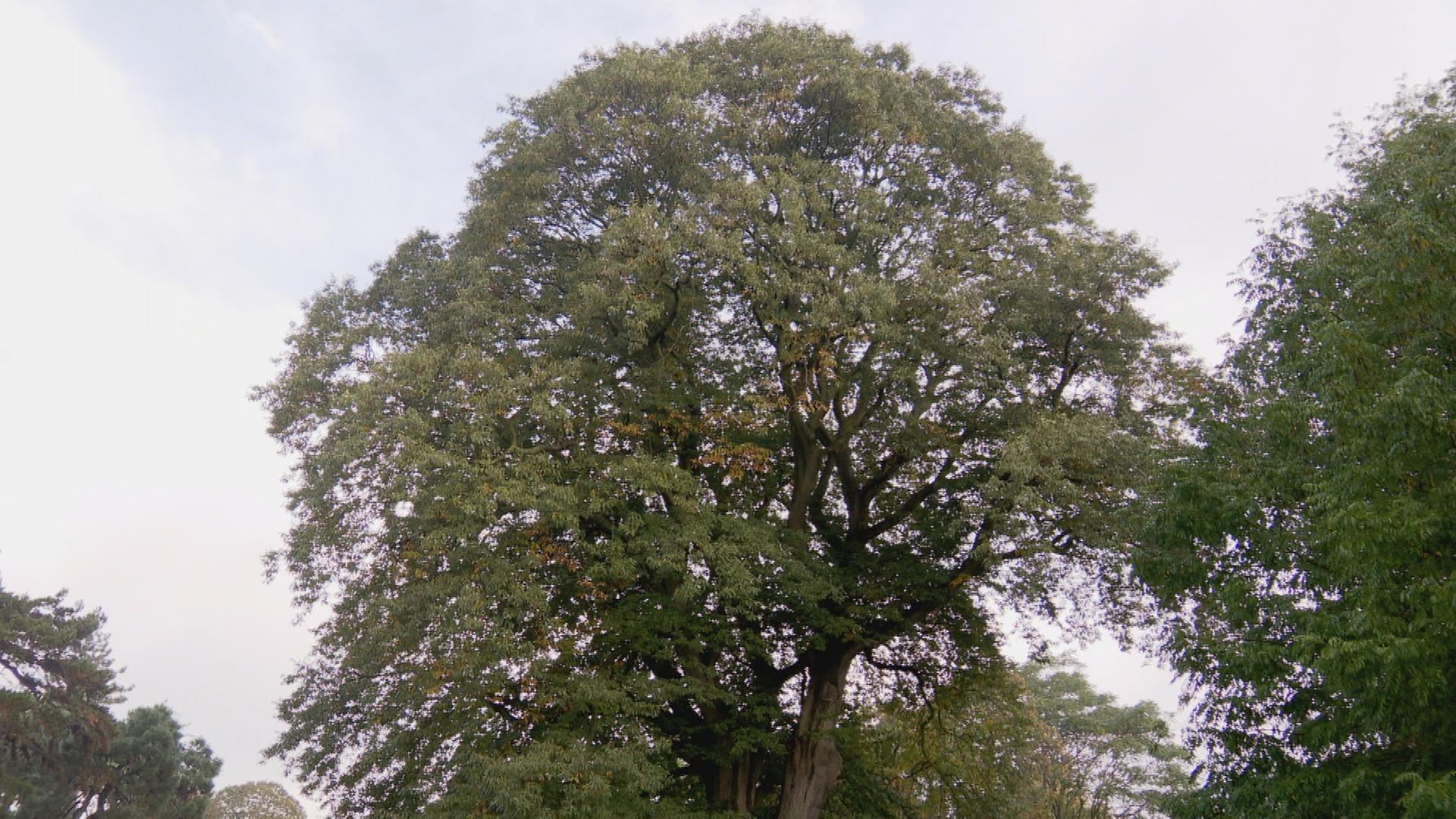 Klimawandel in Englands Gärten	