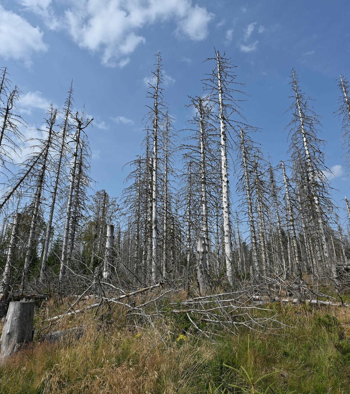 Ein abgestorbener Wald, die Bäume sind kahl und ohne Blätter oder Nadeln. Einige sind bereits schon umgefallen.