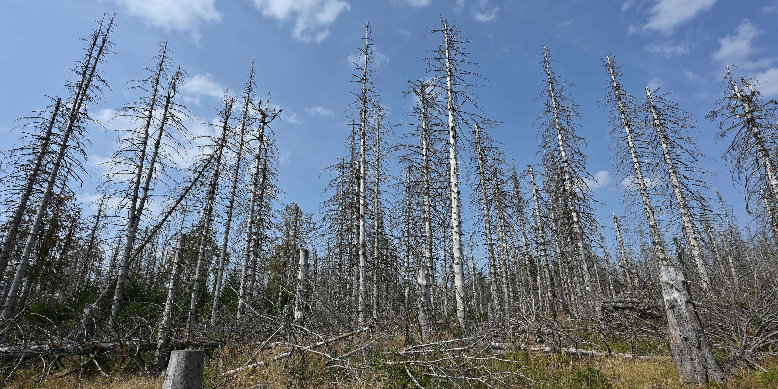 Ein abgestorbener Wald, die Bäume sind kahl und ohne Blätter oder Nadeln. Einige sind bereits schon umgefallen.