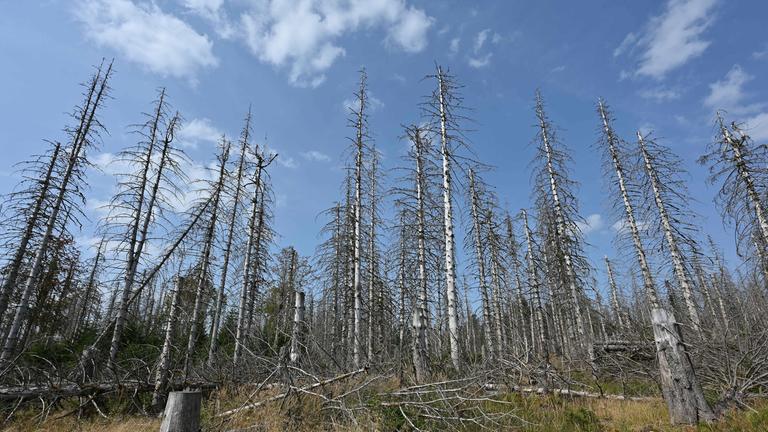 Ein abgestorbener Wald, die Bäume sind kahl und ohne Blätter oder Nadeln. Einige sind bereits schon umgefallen.