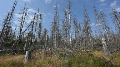 Niedersachsen, Oderbrück: Abgestorbene Fichten stehen nahe dem Brockenfeldmoor bei Torfhaus im Harz.