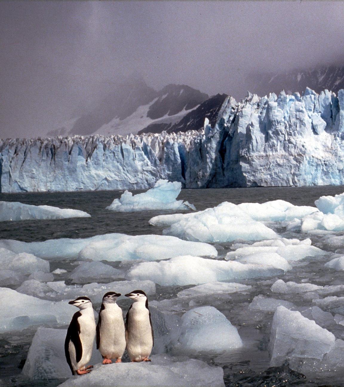 Drei Pinguine auf einer Eisscholle, umgeben von anderen Schollen vor einer Eiswand und dahinterliegender Gebirgskette.