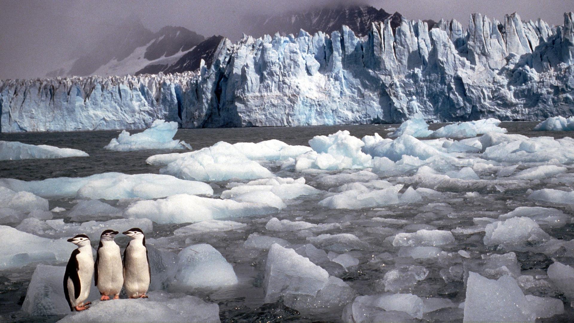 Drei Pinguine auf einer Eisscholle, umgeben von anderen Schollen vor einer Eiswand und dahinterliegender Gebirgskette.