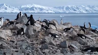 Pinguine brüten immer früher
