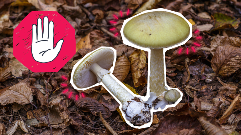 Knollenblätterpilze auf Laubboden