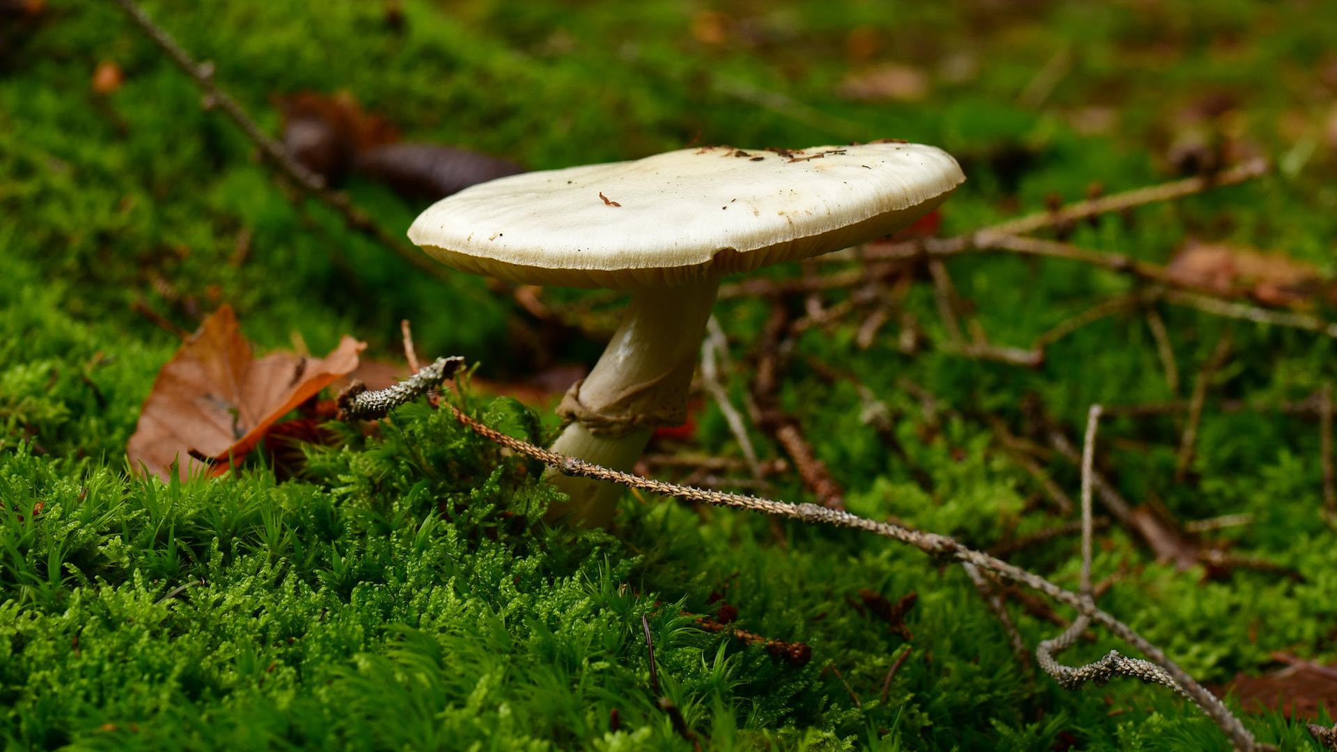Der Knollenblätterpilz sieht dem Champignon ähnlich, doch sein Verzehr führt zu einer Pilzvergiftung. 