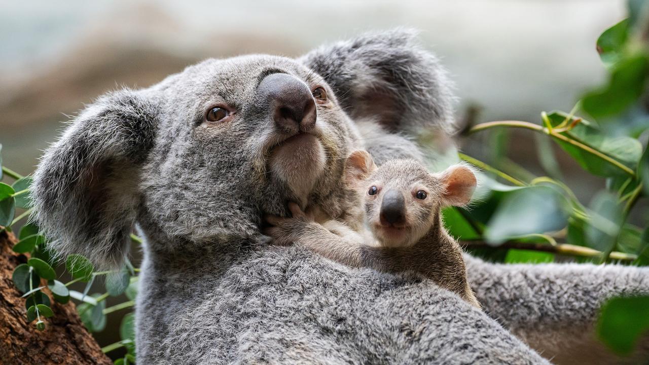 Koala-Nachwuchs in der Stuttgarter Wilhelma, aufgenommen am 18.02.2025