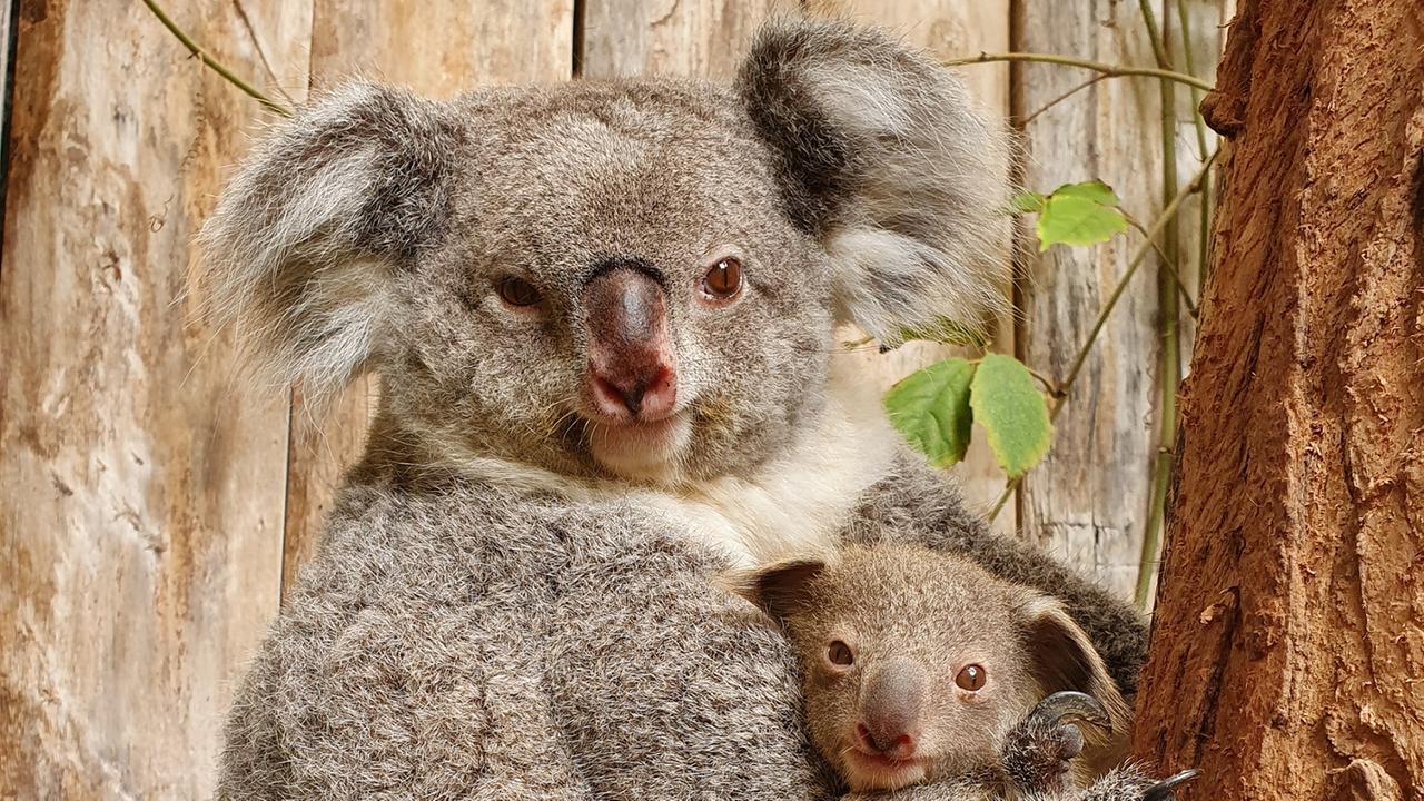 Duisburg: Ein Baby-Koala hält sich an seiner Mutter fest.