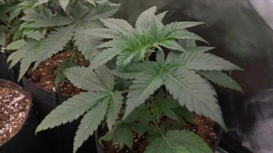 Ende der Cannabis-Legalisierung?