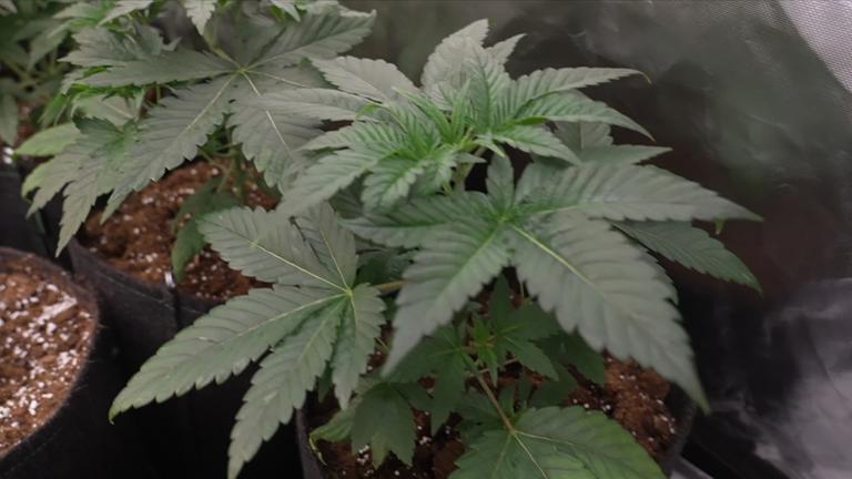 Ende der Cannabis-Legalisierung?