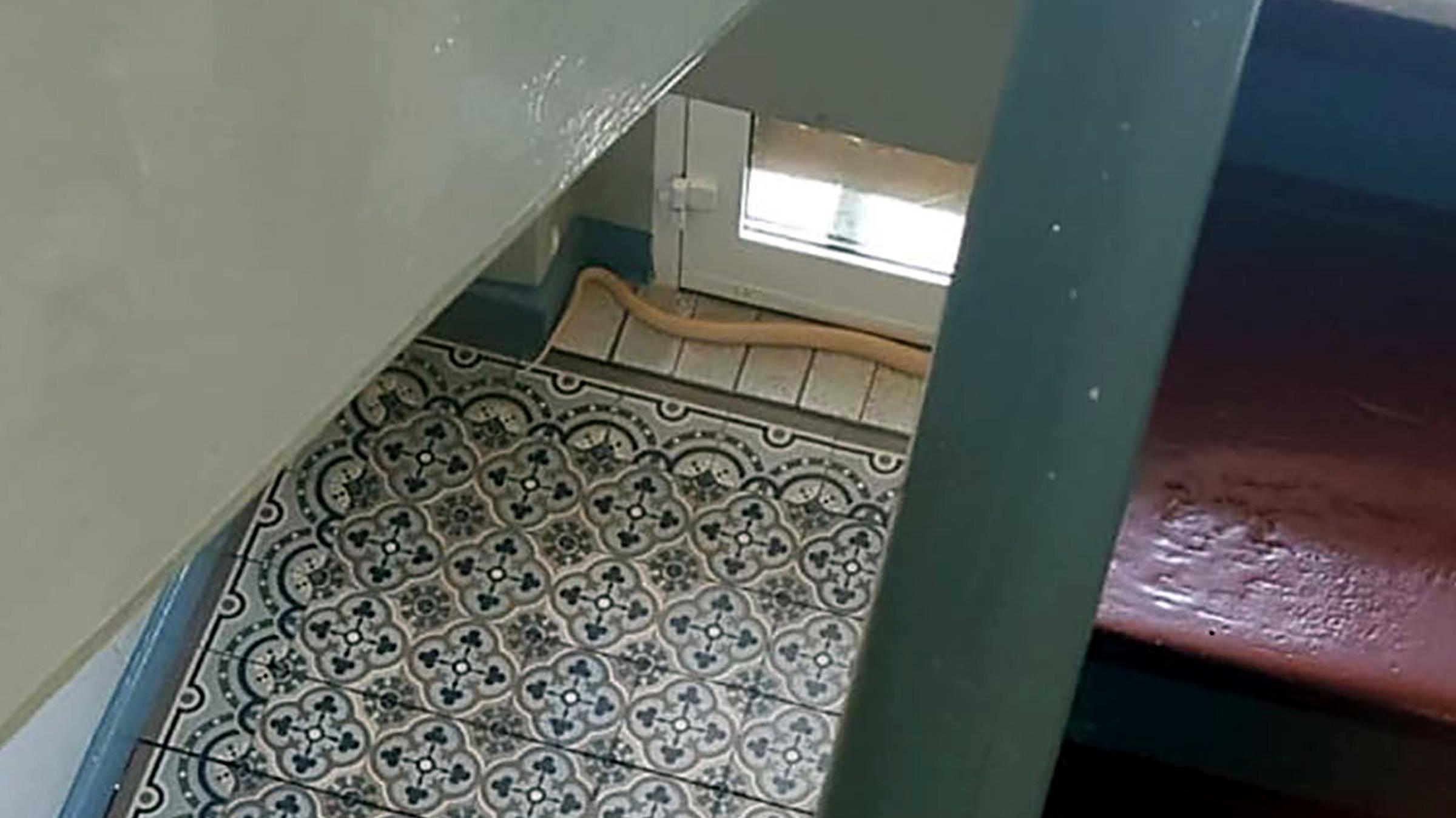 Entwischte Kobra in Herne am 28.08.2019