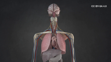 Menschlicher Körper Anatomie