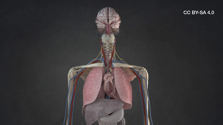 Menschlicher Körper Anatomie