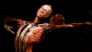 Ein plastinierter Körper in der Ausstellung "Körperwelten" in Köln. (Archiv)